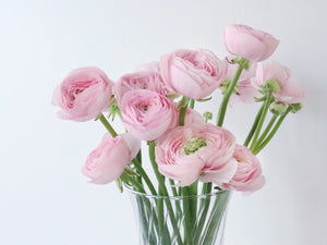 Ranunculus