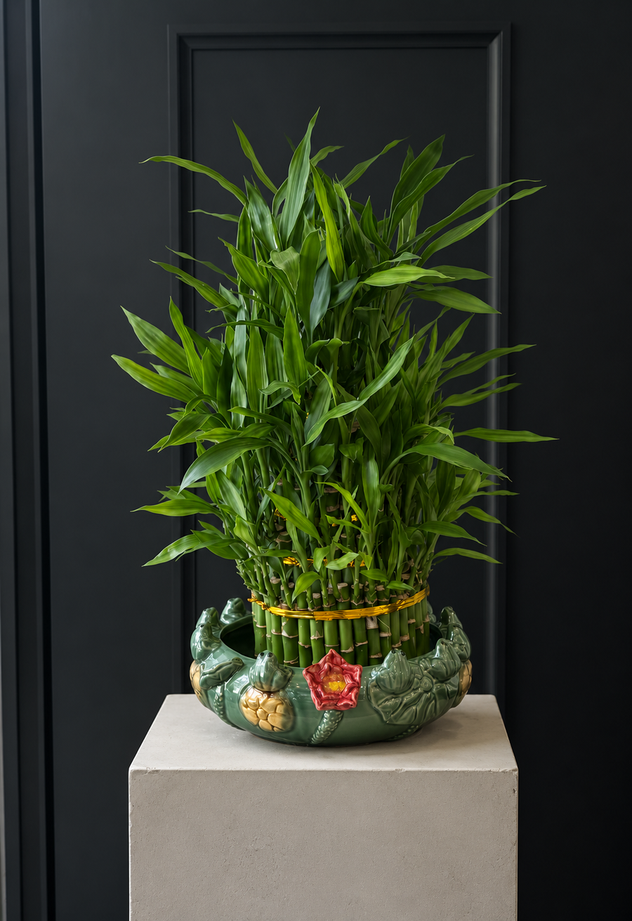 SG Plants