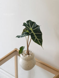 Alocasia Amazonica – Secret Garden Flower Design
