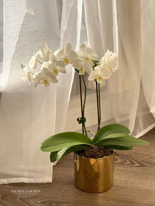 Orchid