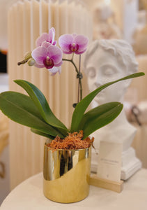 Orchid